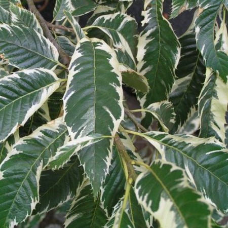 Castanea sativa "Variegata" - gaštan jedlý